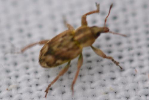 Coniatus repandus